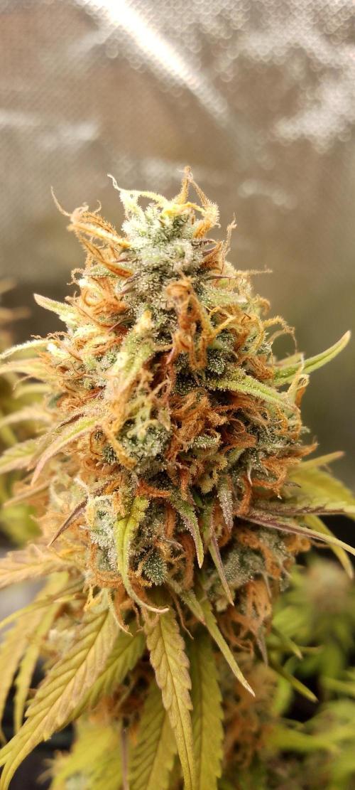 Purple Lemonade Auto. Week 11