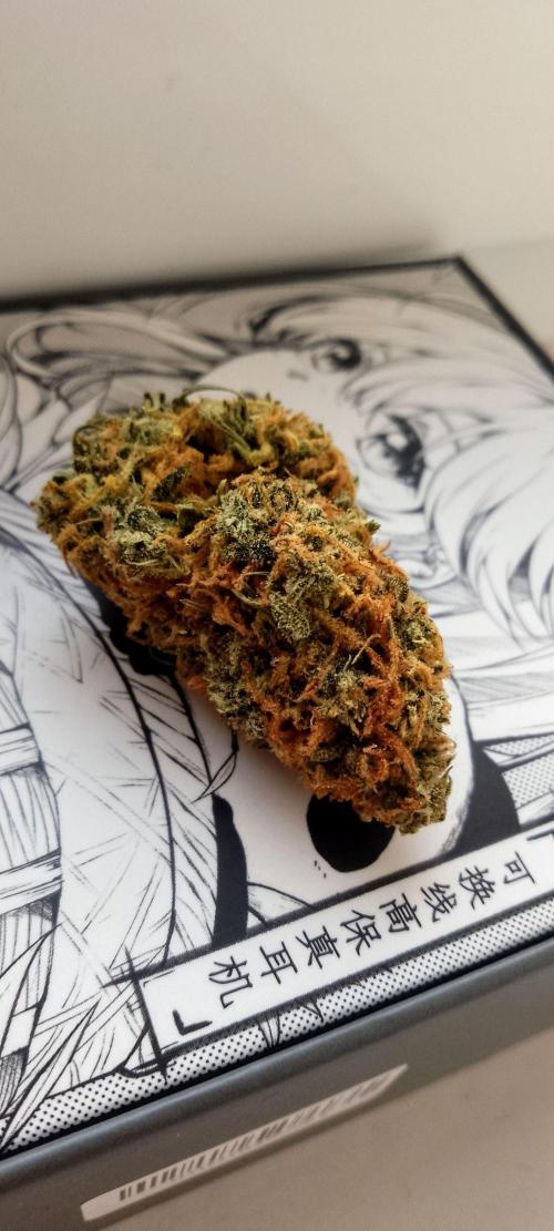 Purple Lemonade Auto. Week 11