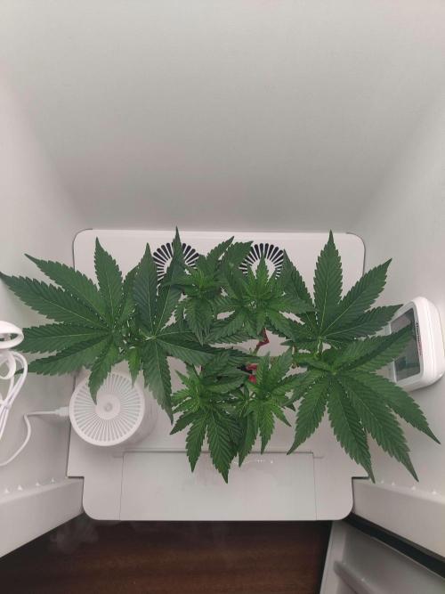 Valentina. Week 7 - Day 3