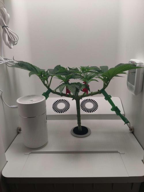 Valentina. Week 7 - Day 3