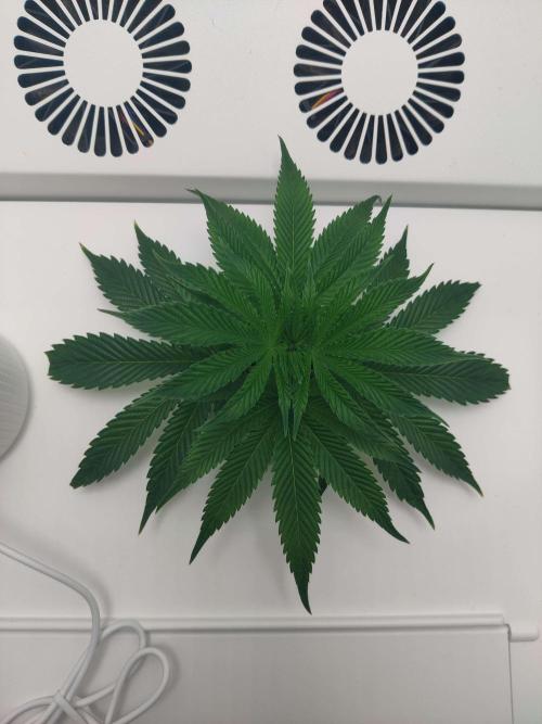 Vivian. Week 2 - Day 1