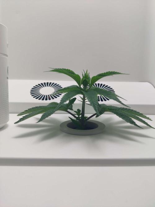 Vivian. Week 2 - Day 1