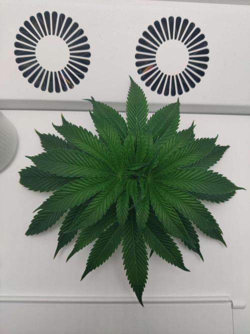 Vivian. Week 2 - Day 2