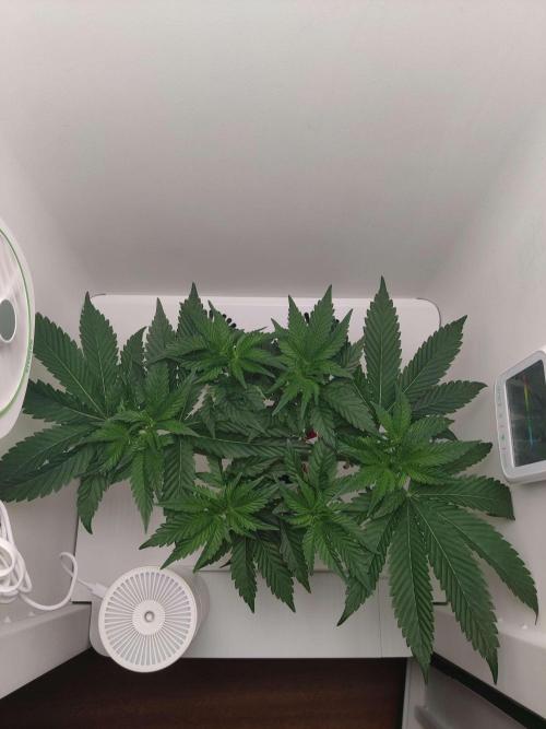 Valentina. Week 7 - Day 5