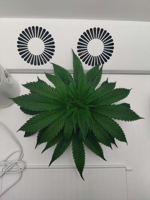 Vivian. Week 2 - Day 3