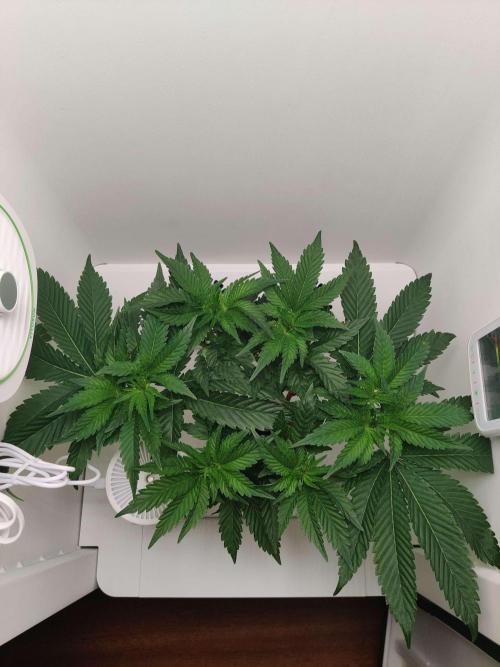 Valentina. Week 7 - Day 6