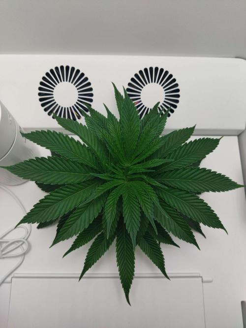 Vivian. Week 2 - Day 4