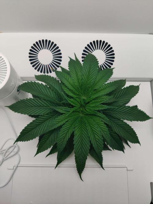 Vivian. Week 2 - Day 5