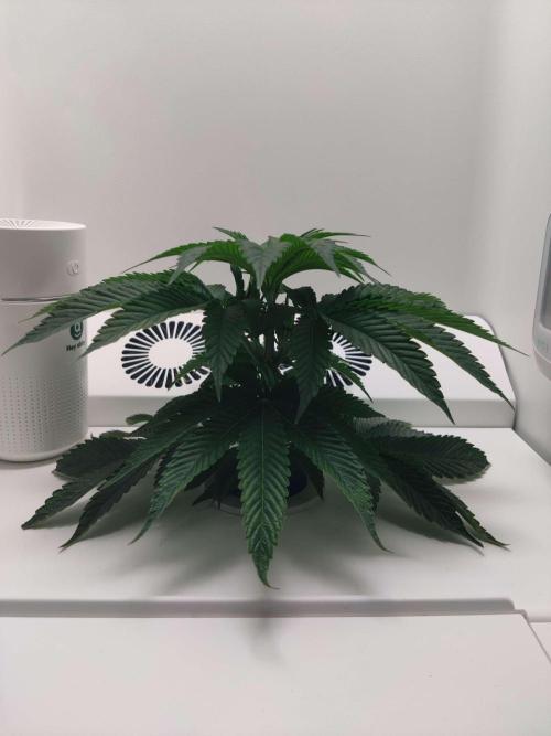 Vivian. Week 2 - Day 5