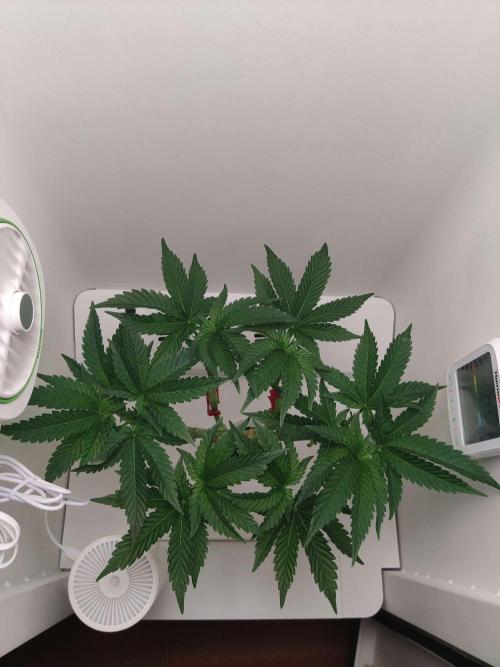 Valentina. Week 8 - Day 1