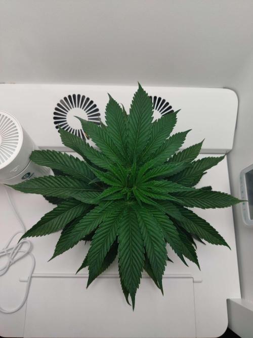 Vivian. Week 2 - Day 6