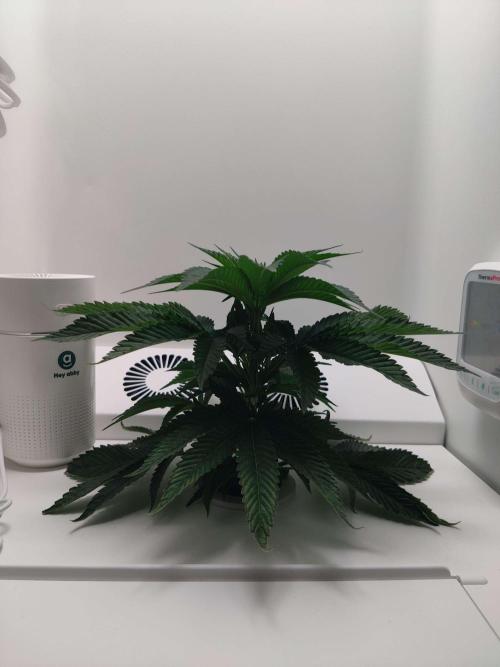 Vivian. Week 2 - Day 6