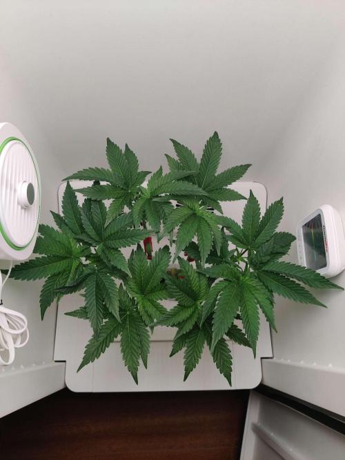 Valentina. Week 8 - Day 2