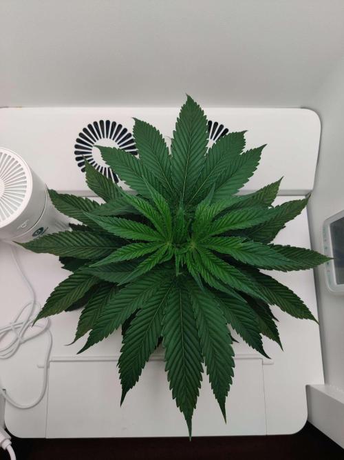 Vivian. Week 2 - Day 7