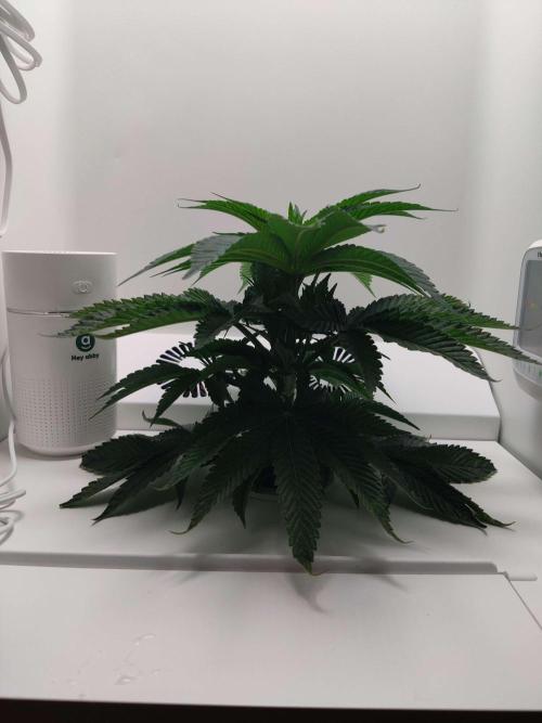 Vivian. Week 2 - Day 7