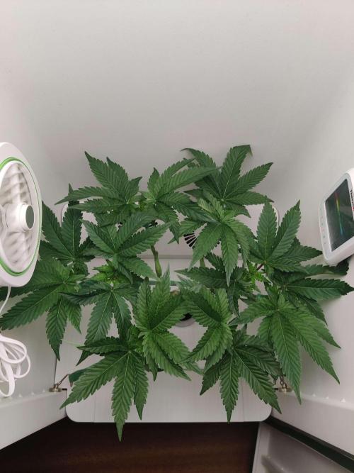 Valentina. Week 8 - Day 3