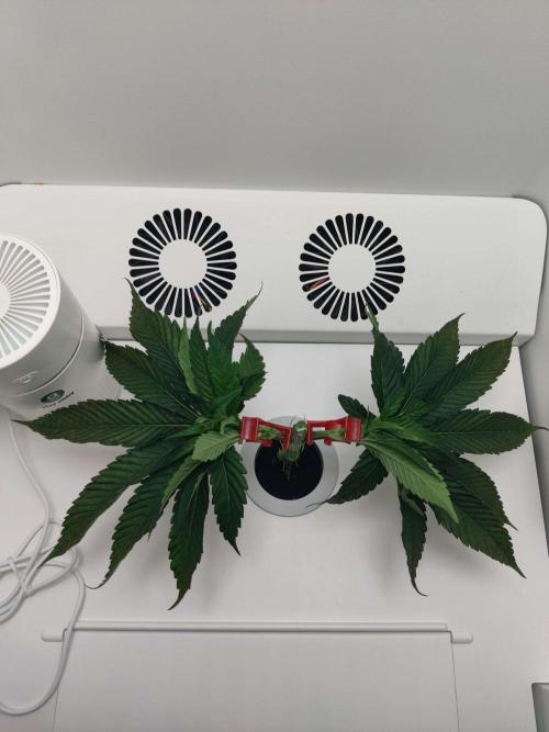 Vivian. Week 3 - Day 1