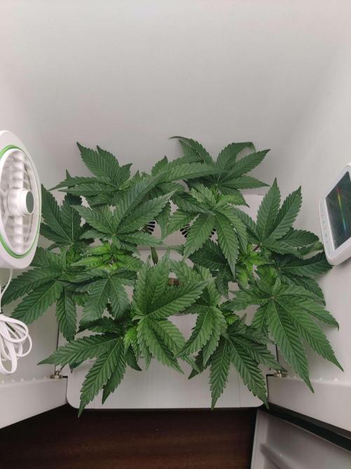 Valentina. Week 8 - Day 4