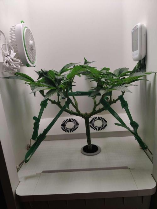 Valentina. Week 8 - Day 4