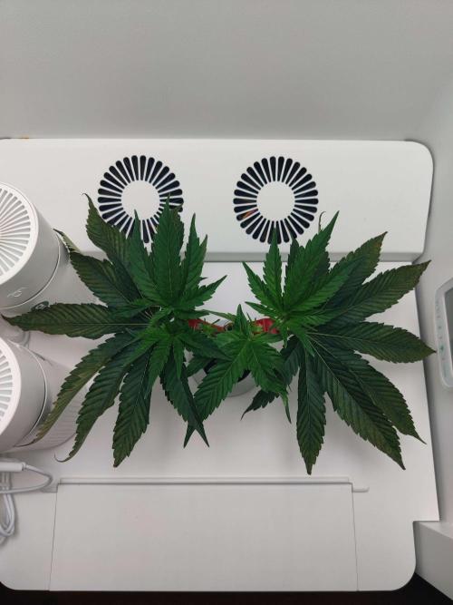 Vivian. Week 3 - Day 2