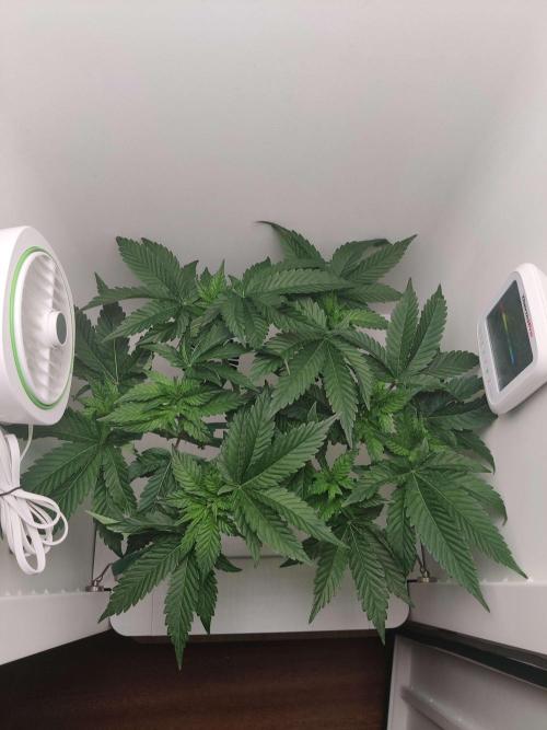 Valentina. Week 8 - Day 5