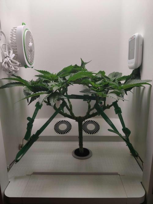 Valentina. Week 8 - Day 5