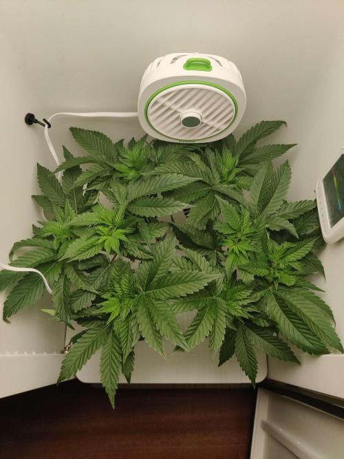 Valentina. Week 8 - Day 6