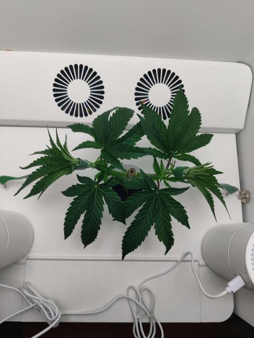 Vivian. Week 3 - Day 4