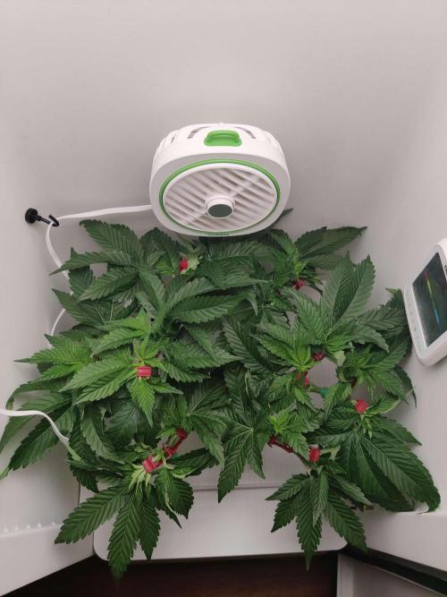 Valentina. Week 8 - Day 7