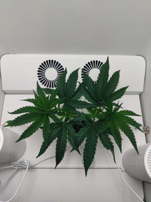 Vivian. Week 3 - Day 5