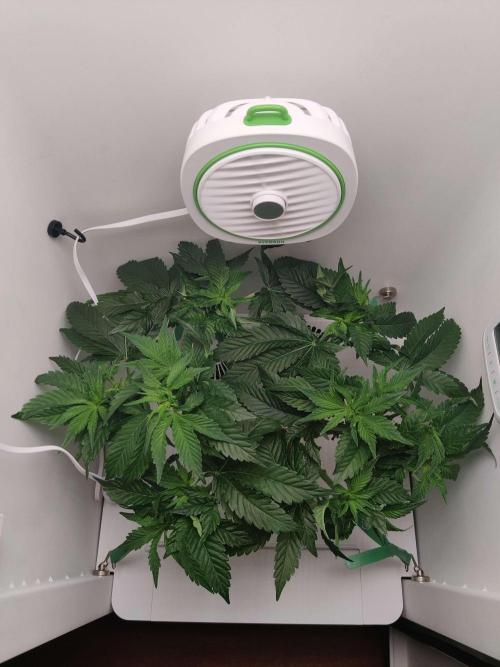 Valentina. Week 9 - Day 1