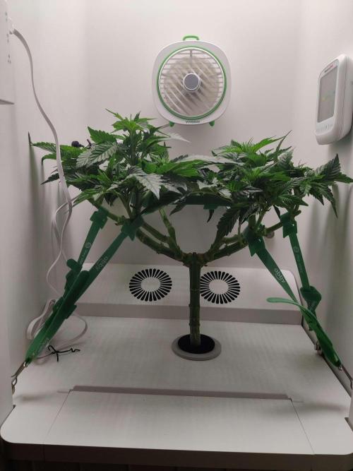 Valentina. Week 9 - Day 2