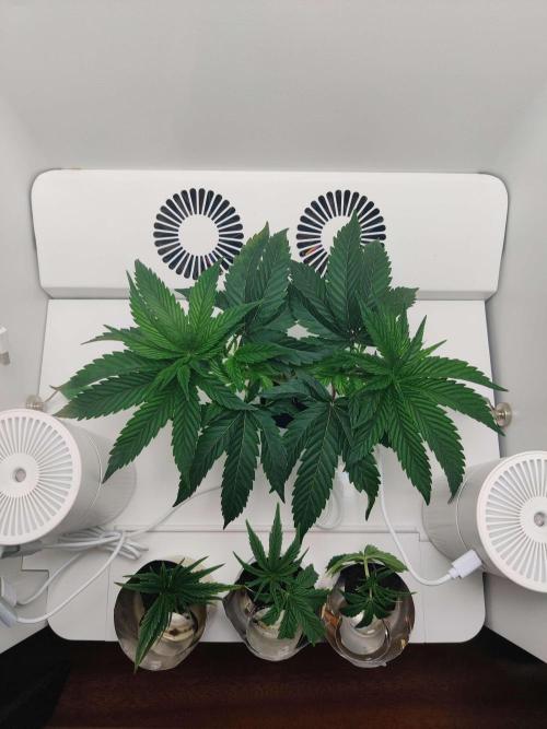 Vivian. Week 3 - Day 6