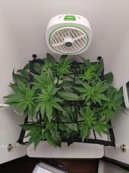 Valentina. Week 9 - Day 2