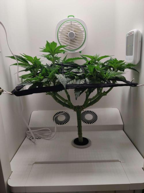 Valentina. Week 9 - Day 2