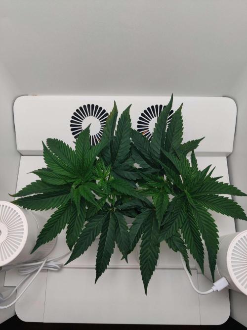 Vivian. Week 3 - Day 7