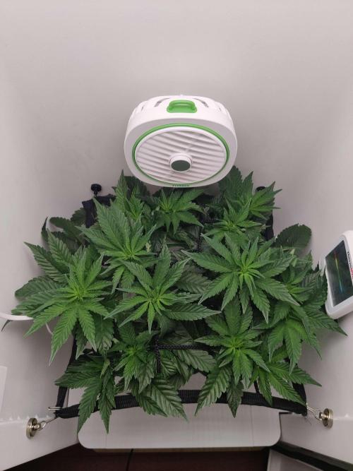 Valentina. Week 9 - Day 4