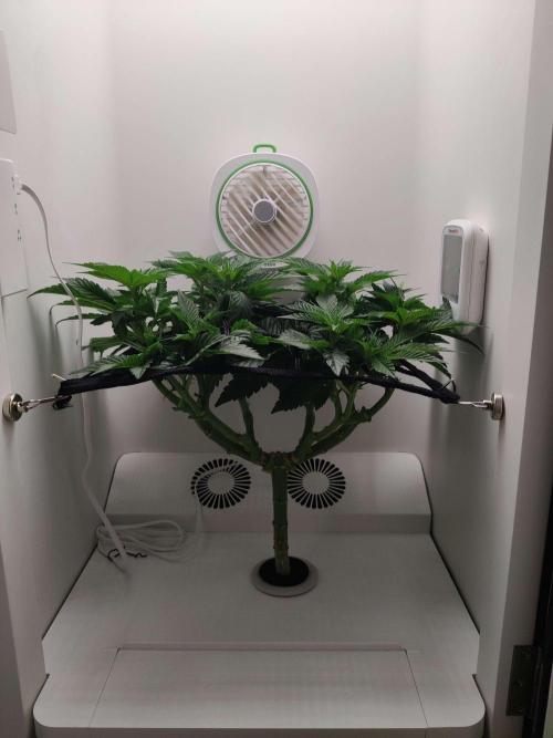 Valentina. Week 9 - Day 4