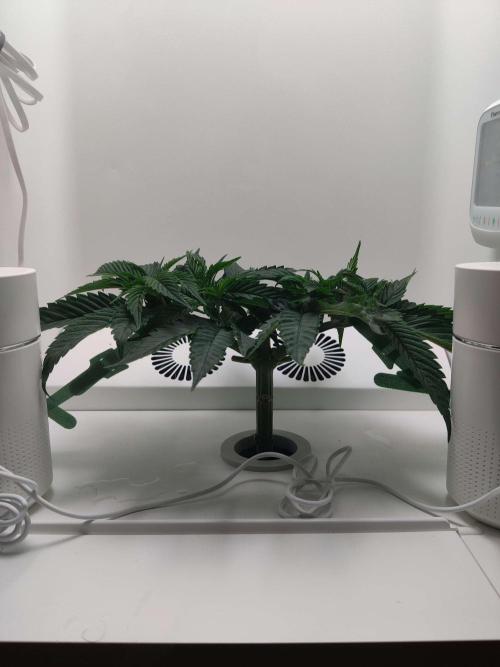 Vivian. Week 4 - Day 1