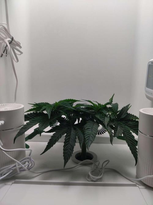 Vivian. Week 4 - Day 2