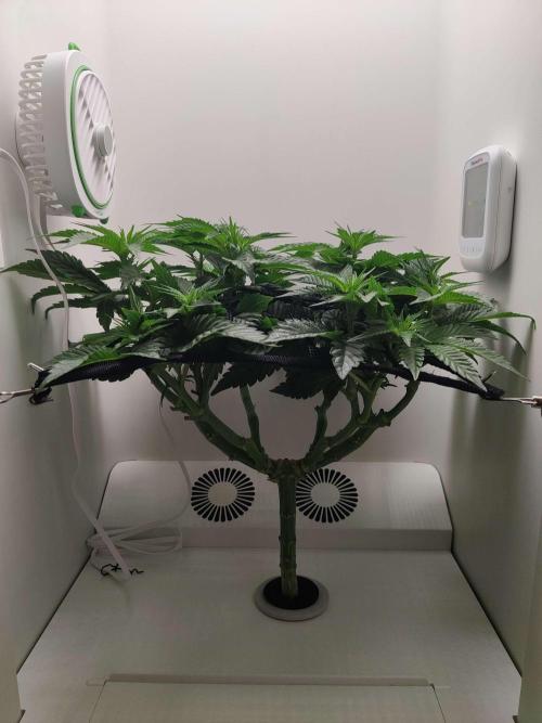 Valentina. Week 9 - Day 5