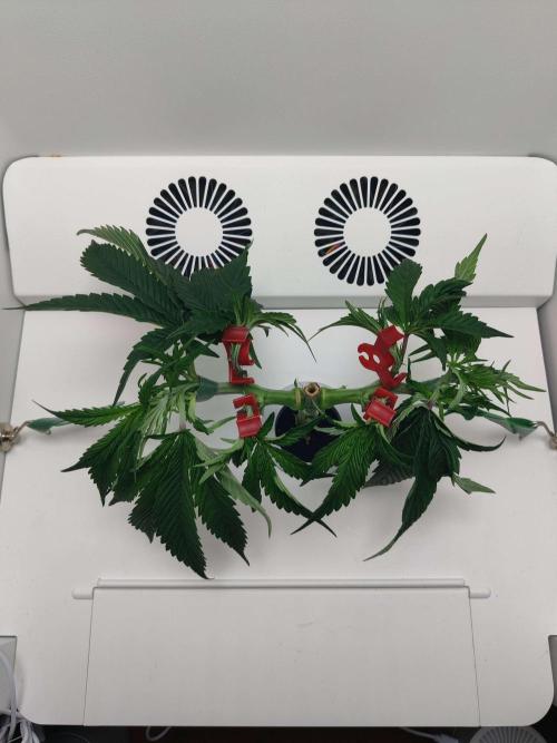 Vivian. Week 4 - Day 3