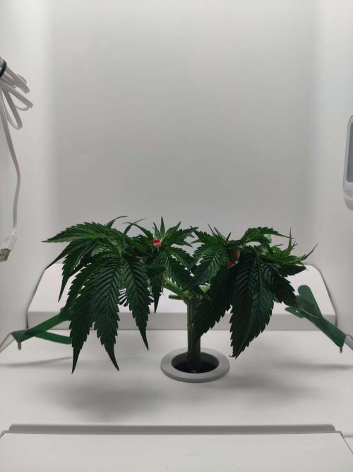 Vivian. Week 4 - Day 3