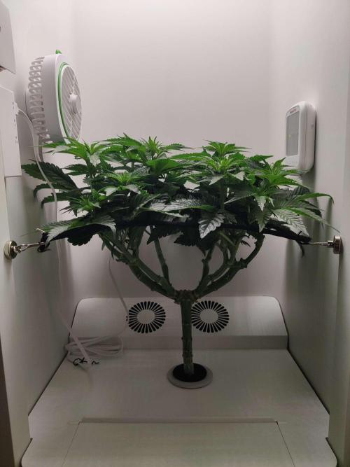 Valentina. Week 9 - Day 6