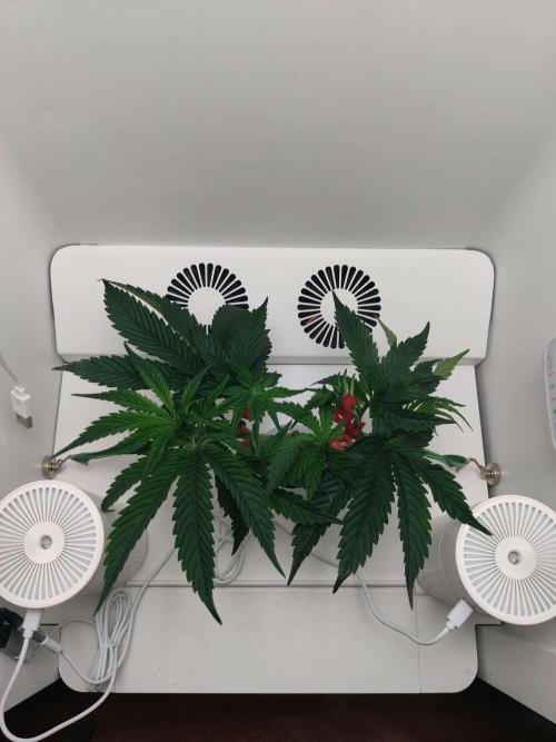 Vivian. Week 4 - Day 4