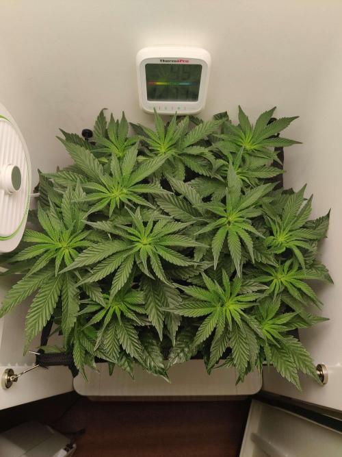 Valentina. Week 9 - Day 7