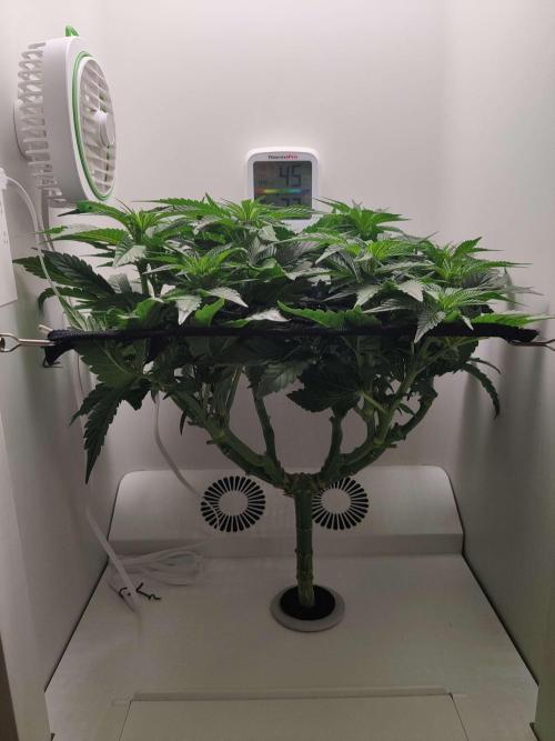 Valentina. Week 9 - Day 7