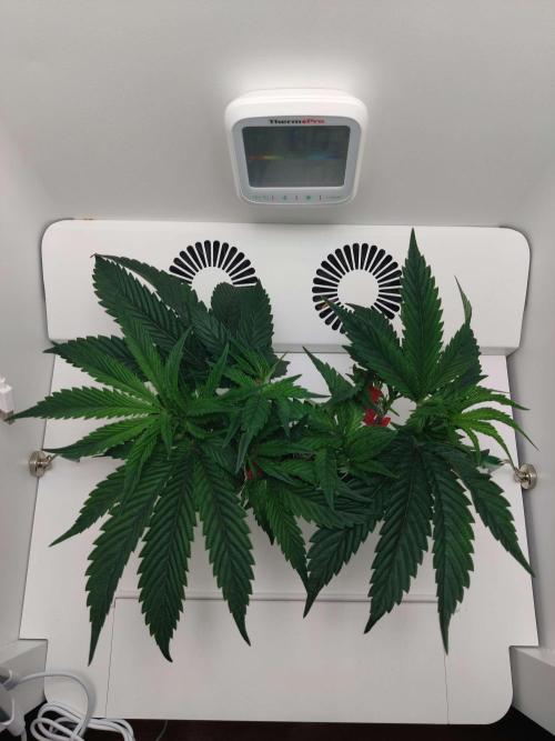 Vivian. Week 4 - Day 5