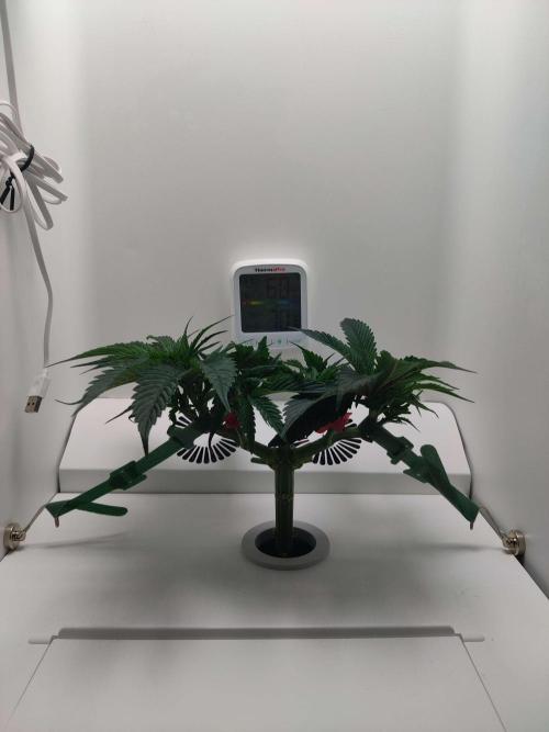 Vivian. Week 4 - Day 5