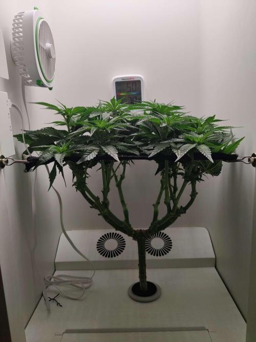 Valentina. Week 10 - Day 1